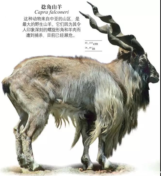 1544419883436136.jpg 捻角山羊.jpg