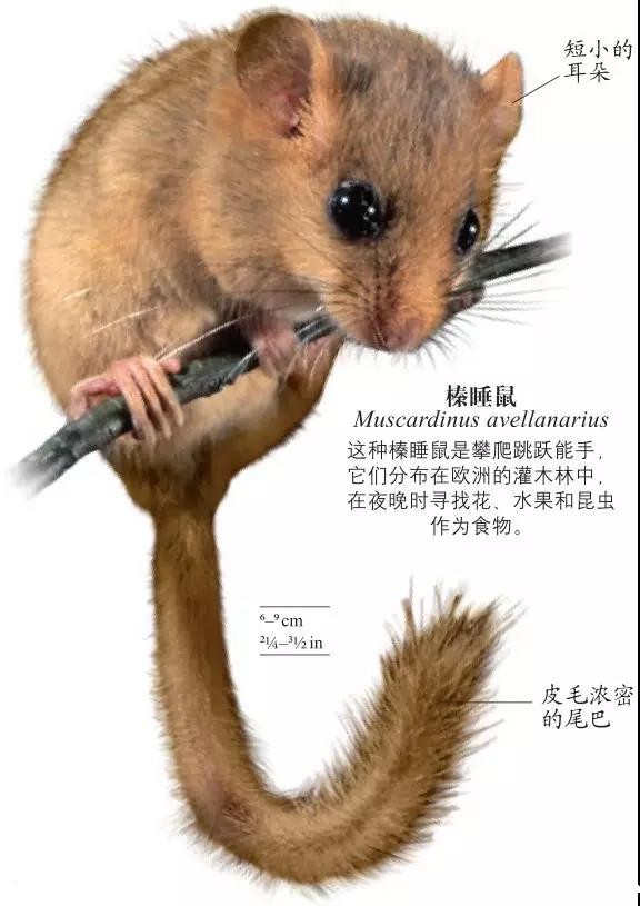 1544419906453643.jpg 榛睡鼠.jpg