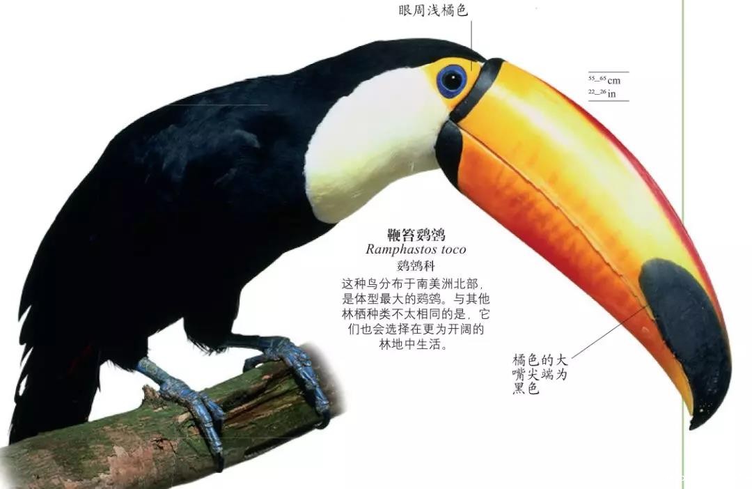 1544420024209300.jpg 鞭笞鵎鵼.jpg