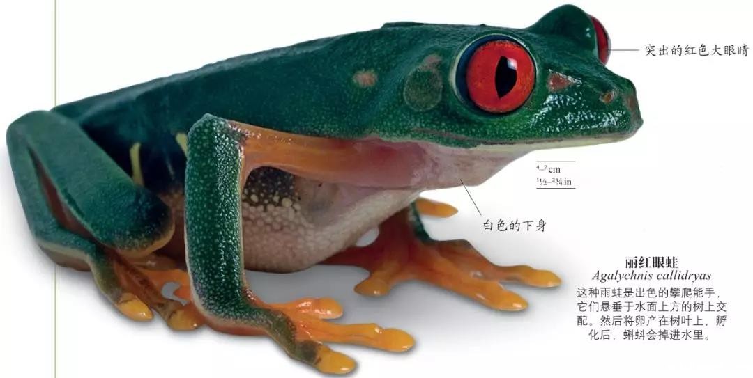 1544420075804687.jpg 丽红眼蛙.jpg