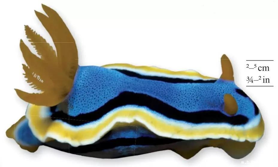 1544420113804214.jpg 安娜多彩海牛.jpg