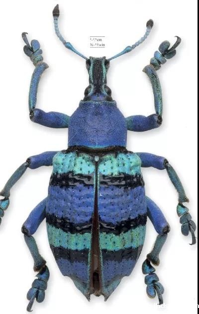 1544420133840021.jpg 林氏印尼象甲.jpg