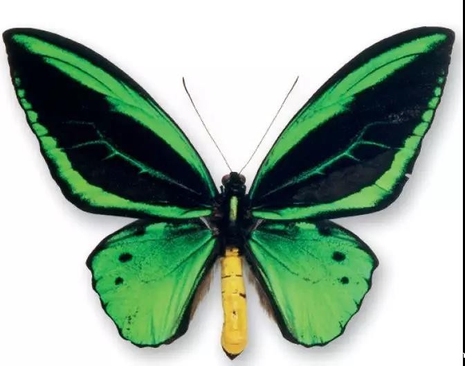 1544420143577487.jpg 绿鸟翼凤蝶.jpg