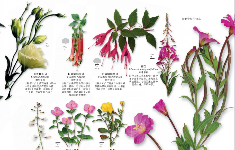 1544420305789409.png 更多9.png