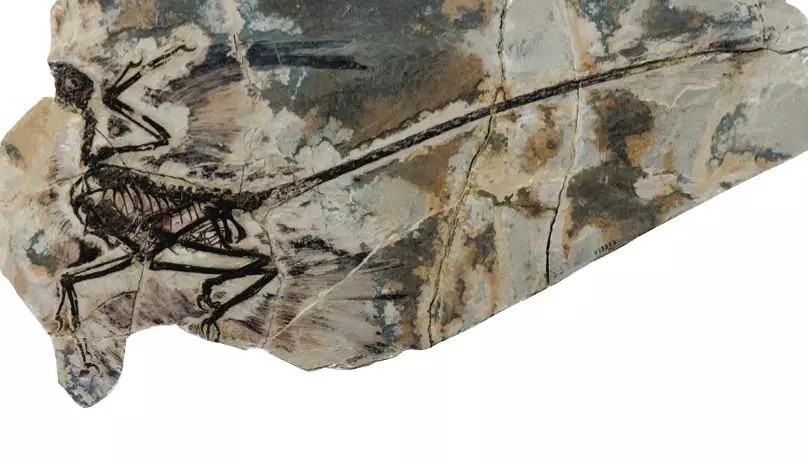 1584342817412756.jpg 640.webp.jpg