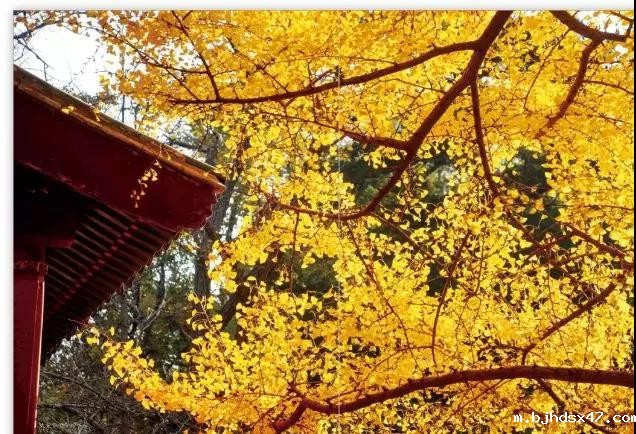 1584689976500533.jpg 微信图片_20200320152523.jpg